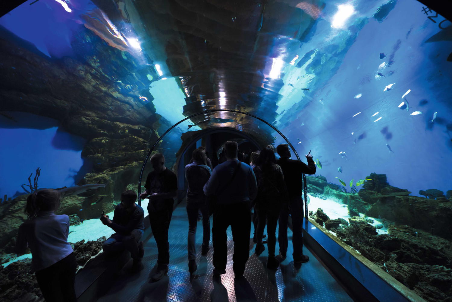 Центр океанографии и морской биологии «Москвариум»