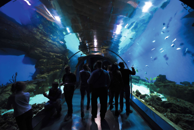 Центр океанографии и морской биологии «Москвариум»